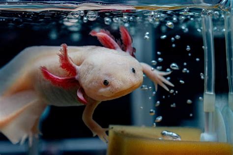 What Size Tank Does an Axolotl Need? - Discount Leisure Products