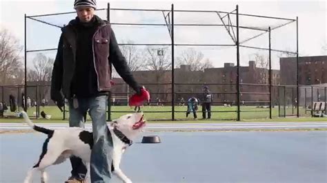 Practice Makes Perfect Dog Training NY: Cowboy the Pit Bull Training ...