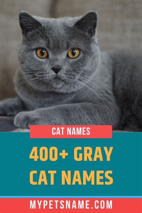 Name For Gray Cats