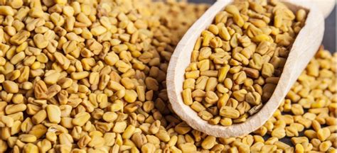 Fenugreek Seeds Benefits, Uses, Risks and Side Effects - Dr. Axe