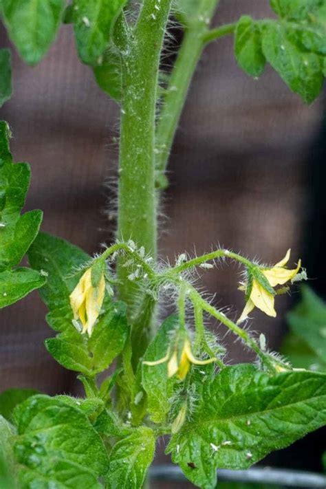 How to Get Rid of Aphids on Tomato Plants - Growfully