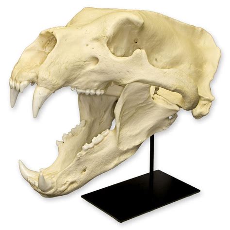 Replica Polar Bear Skull For Sale – Skulls Unlimited International, Inc.