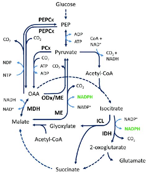 3 General overview of the TCA cycle and anaplerotic node. Solid and ...