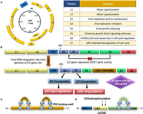 | Schematic mechanism of histone acetylation and deacetylation ...