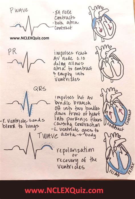 Cardiac Cycle, Phases of Cardiac Cycle, Cardiac Cycle & ECG Nursing ...