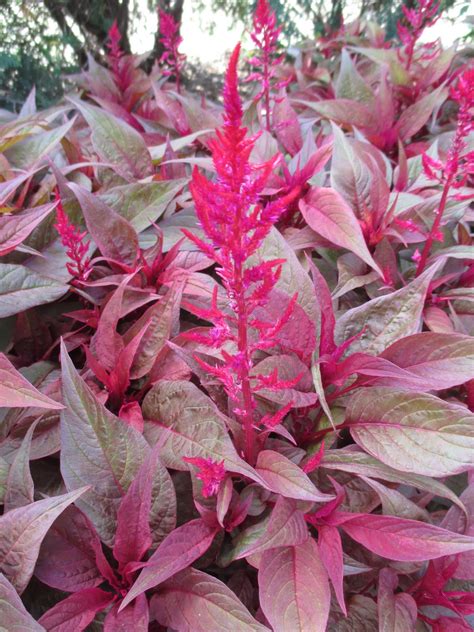 'Dragon's Breath' Celosia | Rotary Botanical Gardens