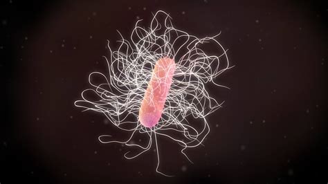 Fecal Microbiota Transplantation Effectively Treats C difficile With ...