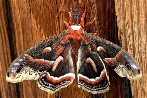 10 Impressive Moths in the Family Saturniidae: Facts and Photos ...