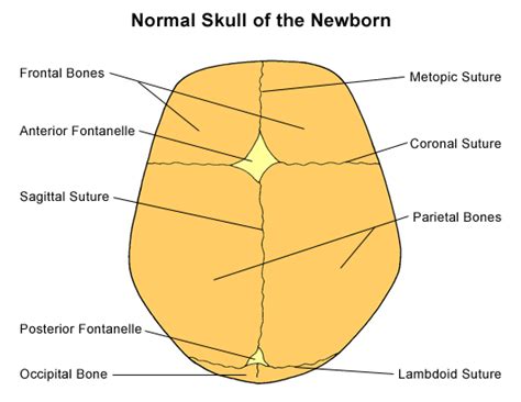 Skull Sutures Anatomy - Anatomical Charts & Posters