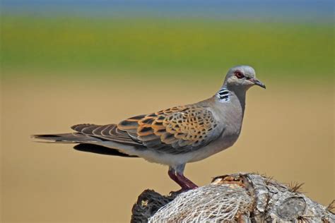 Challenging times for Turtle Doves - Andalucia Bird Society