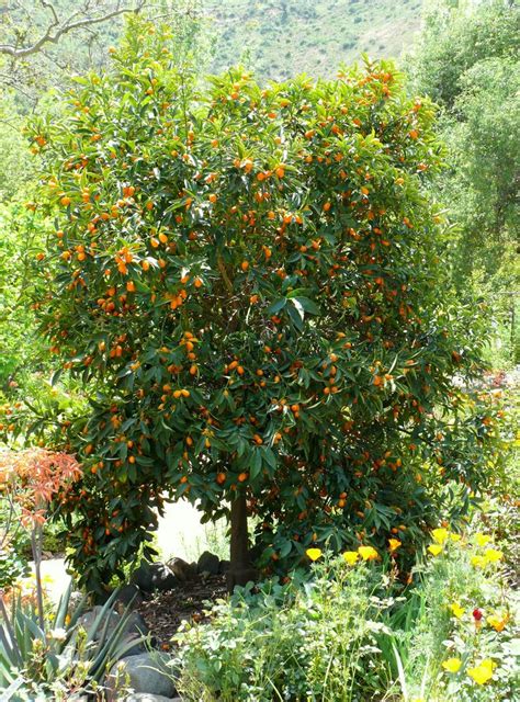 kumquat nagami | Nagami kumquat, Kumquat tree, Nagami kumquat tree