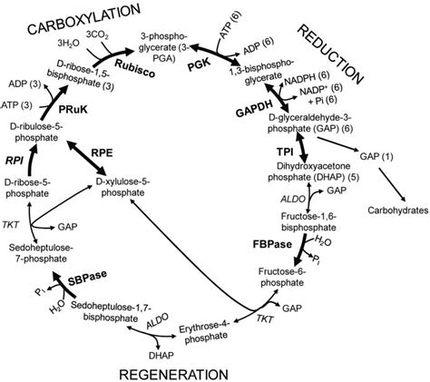 Tezstudy: calvin cycle and c3 cycle