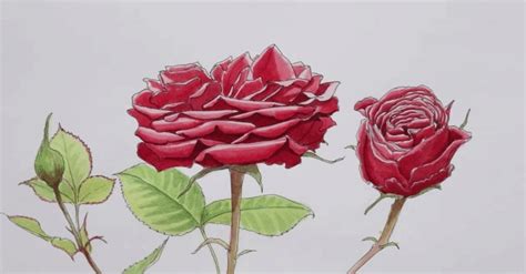 Pencil Drawing Rose Flowers | Best Flower Site