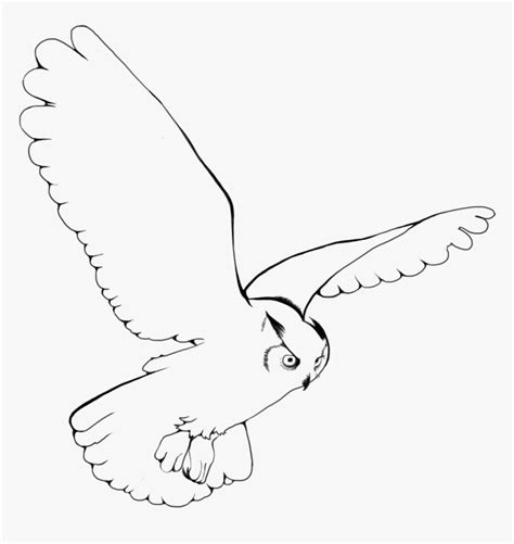 Snowy Owl Bird Drawing Clip Art - Snowy Owl Flying Drawing, HD Png ...