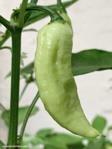 Ghost Pepper Plant Scoville, Colors And [Updated] Grow Guide