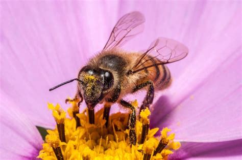 Close-up of Honey Bee Covered in Bright Yellow Pollen Stock Image ...