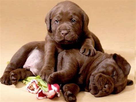 CHOCOLATY LABS, puppies, brown, labs, flowes, HD wallpaper | Peakpx