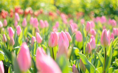 Papel de parede : Tulipas, Flores, campo, Rosa 2560x1600 - wallpaperUp ...