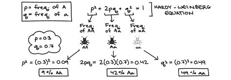 Hardy Weinberg Equation