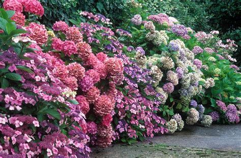 How to Grow Healthy Hydrangeas