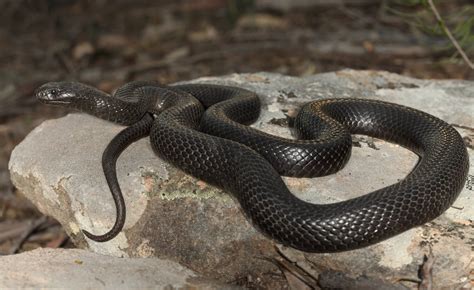 Blue-bellied Black Snake - The Australian Museum