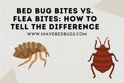 Bed Bug Bites Vs. Flea Bites [How To Tell The Difference]