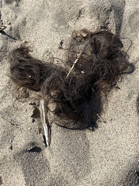 This tuft of hair I found at the beach??? : r/mildlyterrifying