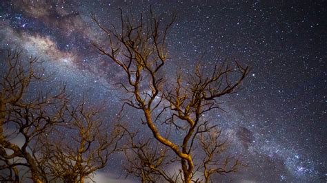 Milky Way Galaxy Tree Dark 4k Wallpaper,HD Nature Wallpapers,4k ...