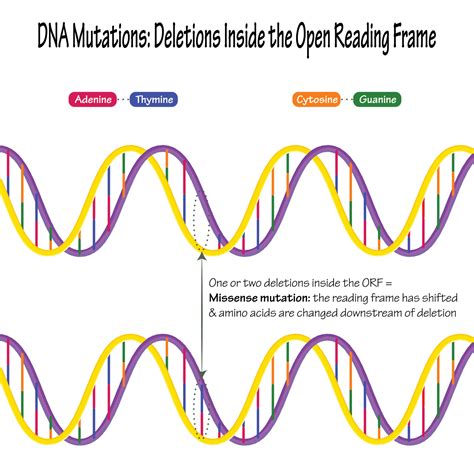 DNA mutations base pair deletions 7165639 Vector Art at Vecteezy