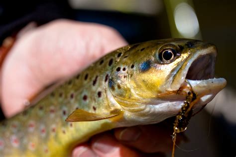 Stoneflies and Michigan Trout - Northern Michigan | Guide Service ...