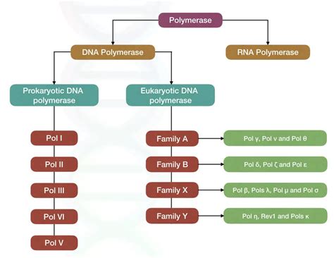 Multifunctional DNA Polymerase: An Overview