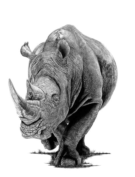 Rhino (2019) Pencil drawing by Paul Stowe | Artfinder