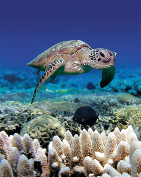 Green Sea Turtle | Reef Biosearch