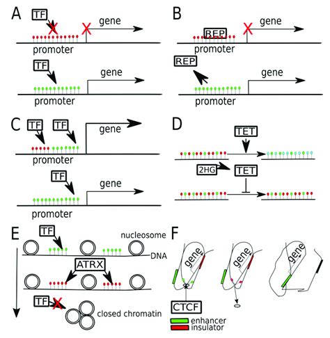 Different ways that DNA methylation may modulate gene expression in ...