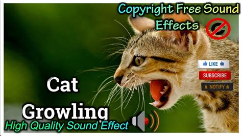 Cat Growling Sound Effect | High Quality Sound | NCS Effects | Royalty ...