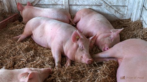 7 Largest Pig Breeds You Should Know for Better Meat Production