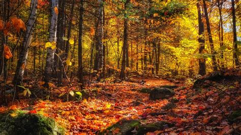 Alfred Kelly Nature Reserve, Quebec [OC] [3019x1696] : r/EarthPorn