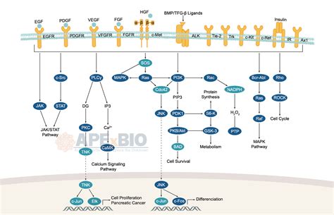 APExBIO - Tyrosine Kinase - Signaling Pathways