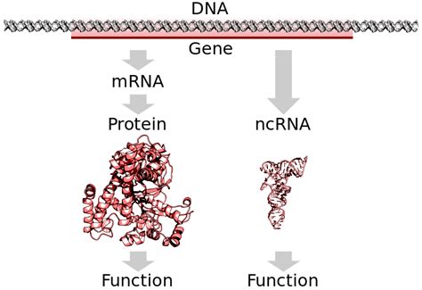 Gene Examples