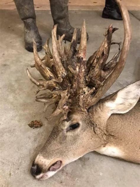 Awesome Cactus-Headed Non-Typical Buck - AllOutdoor.com