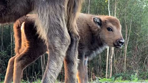 Wild baby bison born in the UK for first time in thousands of years ...