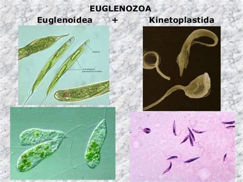 Euglenozoa