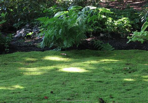 Moss as a lawn alternative, creates a soft texture ground cover in this ...