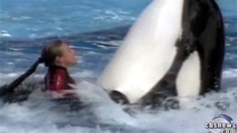 Whale, Trainer Play on Film Before Attack - CBS News