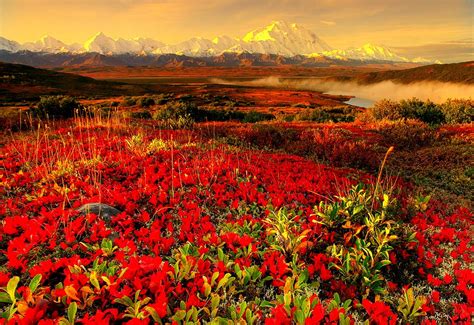 Background image Nature, Red, Flowers 🔥 TOP Free images