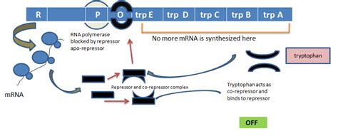 How are the structural genes inactivated in lac operon in E.coli? Explain.