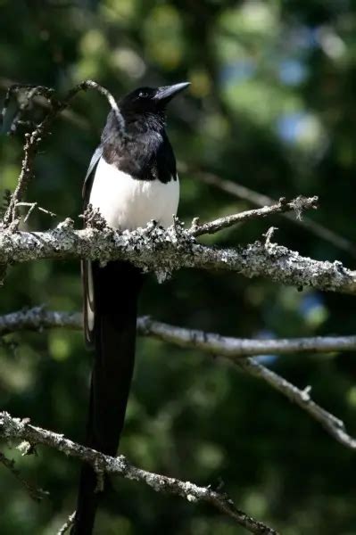 Black-Billed Magpie - Facts, Diet, Habitat & Pictures on Animalia.bio