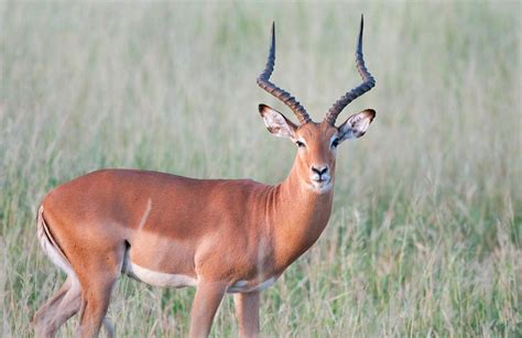 Impalas: The Most Abundant Antelope in Africa