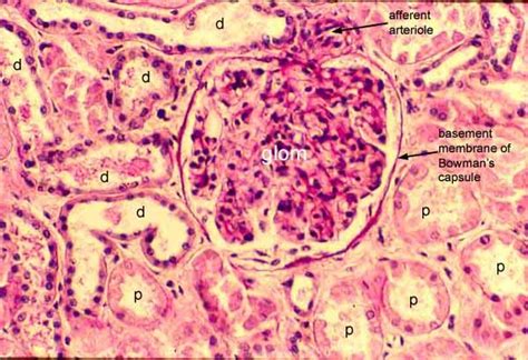 SIU SOM Histology CRR | Biology units, Basement membrane, Medical science