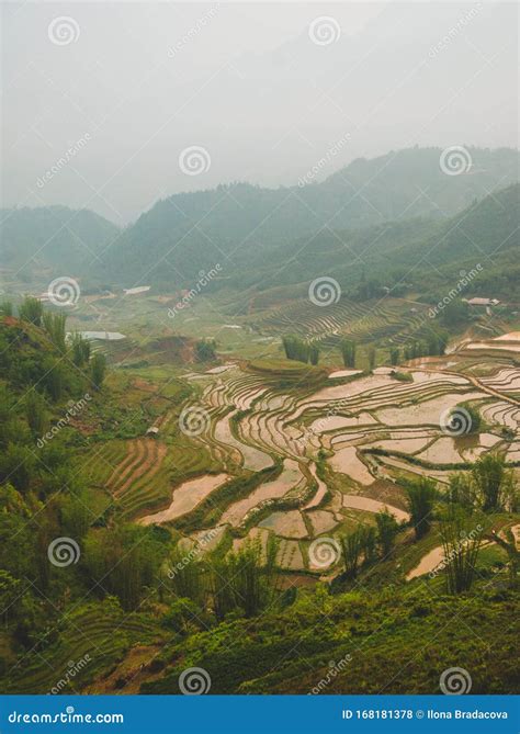 The rice fields in Sapa stock photo. Image of field - 168181378